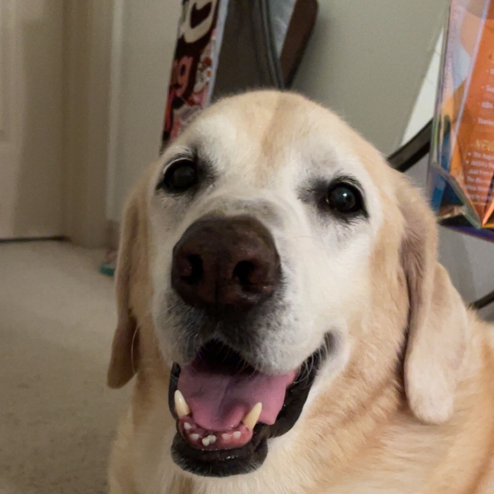 Meet your Posher, Kylie